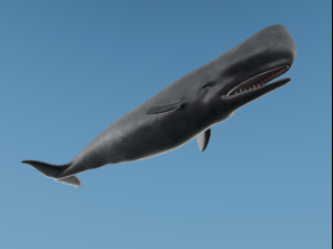 SpermWhale 3D Model
