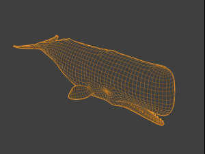 SpermWhale 3D Model