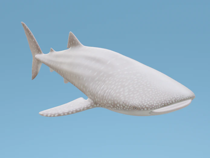 व्हेलशार्क 3D मॉडल .c4d .max .obj .3ds .fbx .stl .blend 