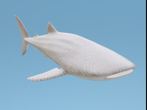 WhaleShark 3D Model
