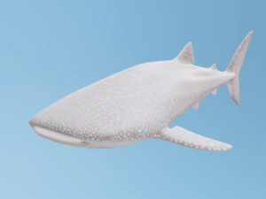व्हेलशार्क 3D मॉडल