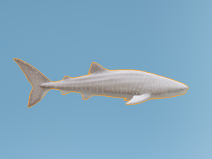 WhaleShark 3D मॉडल