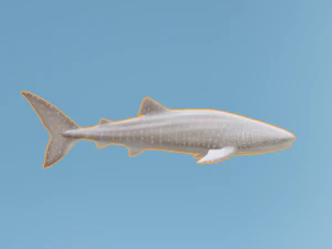व्हेलशार्क 3D मॉडल