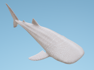 WhaleShark 3D मॉडल