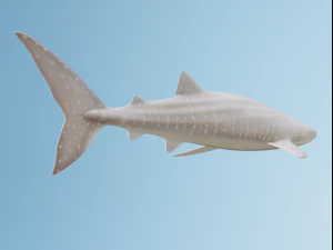 व्हेलशार्क 3D मॉडल