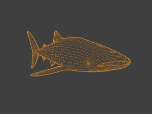 व्हेलशार्क 3D मॉडल