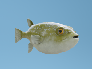PufferFish 3D Model