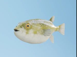 Kugelfisch 3D Modell