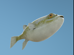 PufferFish Modelo 3D