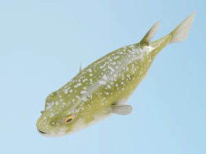 Kugelfisch 3D Modell