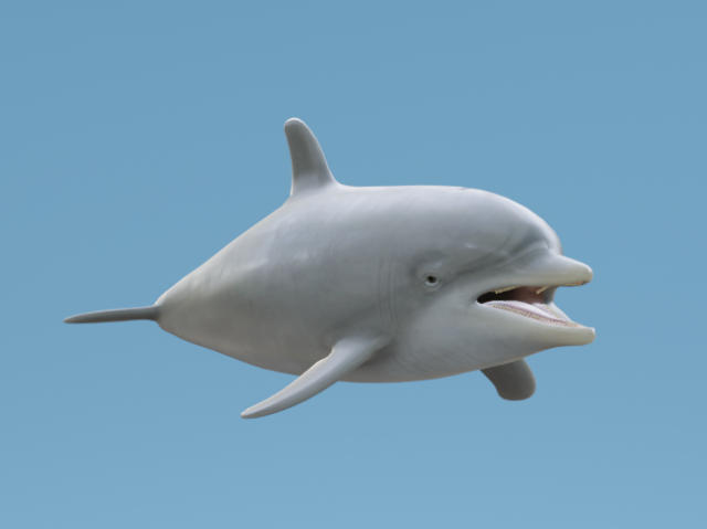 Dolphin Modelo 3D .c4d .max .obj .3ds .fbx .stl .blend 