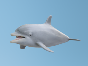 Dolphin Modelo 3D