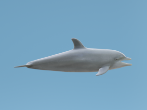 Dolphin Modelo 3D