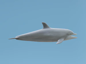 Golfinho Modelo 3D