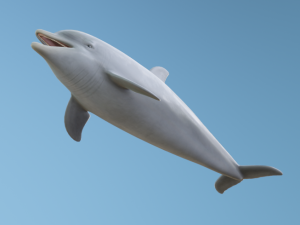 Dolphin Modelo 3D