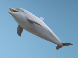 Golfinho Modelo 3D
