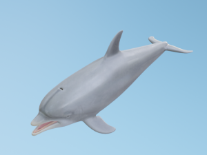 Dolphin Modelo 3D