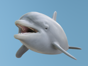 Dolphin Modelo 3D