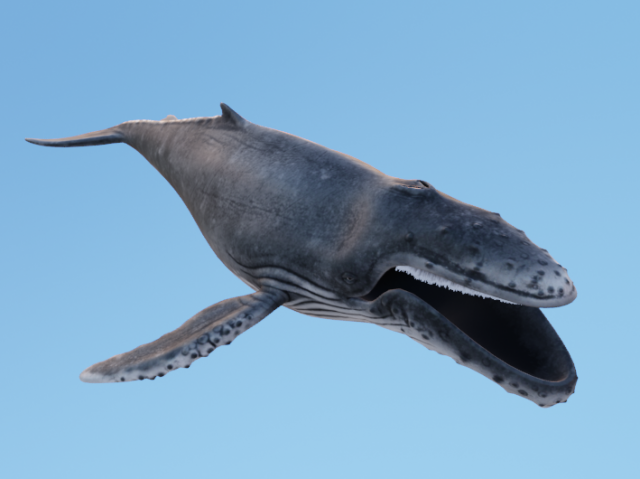 HumpBack Modello 3D .c4d .max .obj .3ds .fbx .stl .blend 