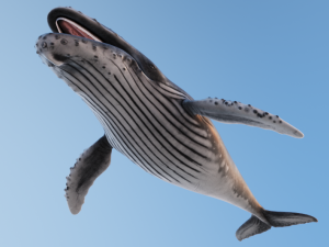 HumpBack Modello 3D