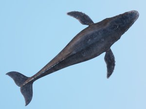 HumpBack Modello 3D