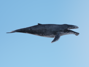 HumpBack Modello 3D