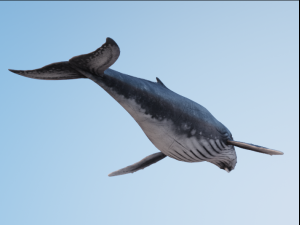 HumpBack Modello 3D