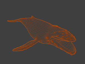 HumpBack Modello 3D