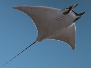 DevilRay 3D 모델