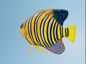 AngelFish Modello 3D