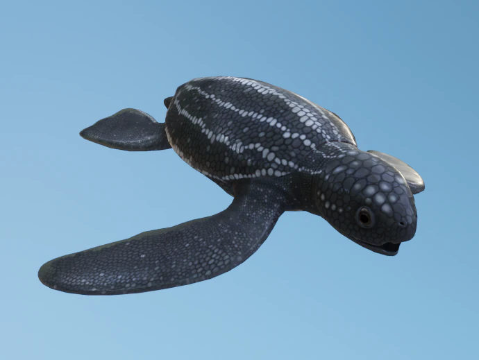 Baby Turtules 3D Model .c4d .max .obj .3ds .fbx .stl .blend 