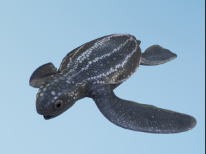 Baby Turtules Modelo 3D