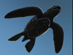 Baby Turtules 3D Model