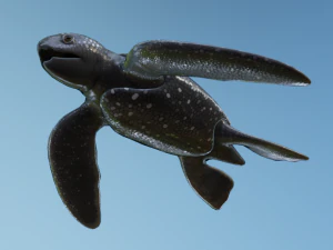 Baby Turtules 3D Model