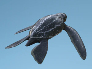 Baby Turtules 3D Model