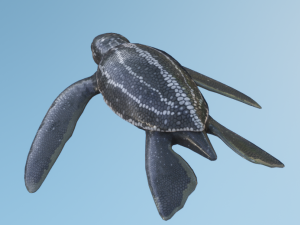Baby Turtules Modelo 3D