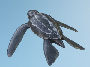 Baby Turtules 3D Model