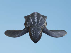 Baby Turtules Modelo 3D