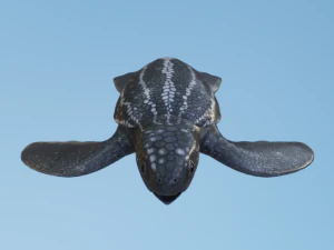 Baby Turtules 3D Model