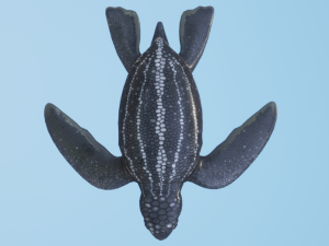 Baby Turtules Modelo 3D