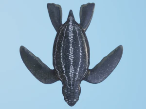 Baby Turtules 3D Model