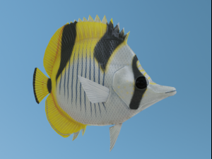 Butterflyfish 3D Model