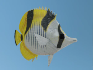 蝴蝶鱼 3D 模型