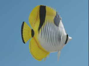 Butterflyfish Modelo 3D