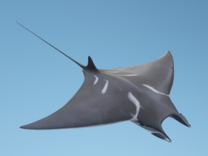 Osean Pack 3D Model