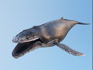 Osean Pack 3D Model