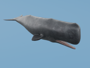 Osean Pack 3D Model