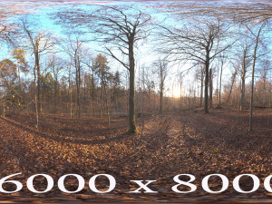 Autumn Forest 3Dモデル
