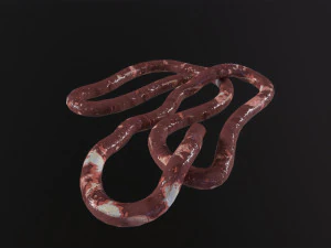Intestines Pile Horror 3D Model