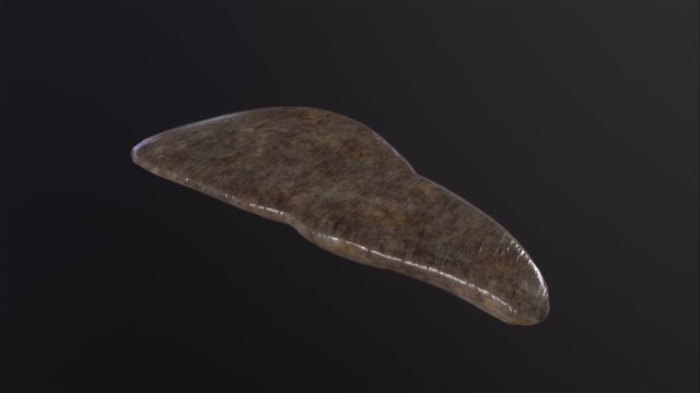 Human Liver 3Dモデル .c4d .max .obj .3ds .fbx .stl .blend 